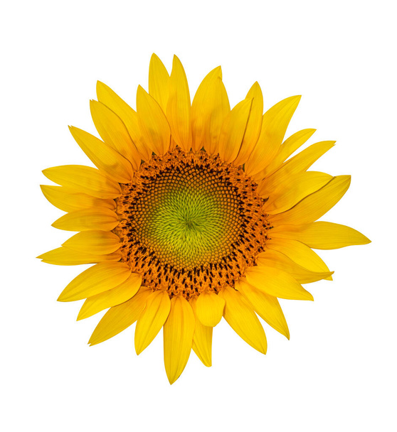 Sunflower isolated on white background. Clipping Path. - Foto, immagini