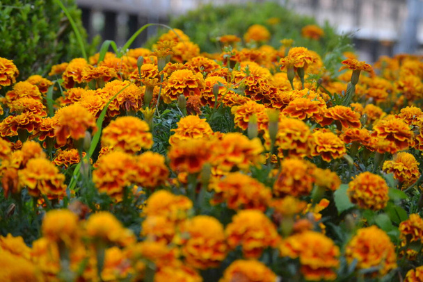 Compositae or marigold Asteraceae is an economically important family, providing products such as cooking oils, leaf vegetables like lettuce, sunflower seeds, artichokes, sweetening agents, coffee substitutes and herbal teas - Photo, Image