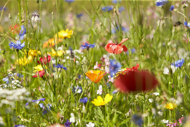 Wildblumenwiese in der Sommersonne mit Kornblumen, Mohn, Kuh-Petersilie, roter Flachsblume und Gräsern. - Foto, Bild