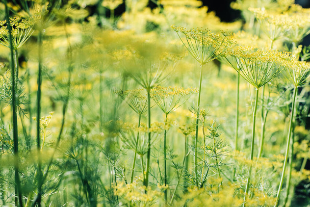Dill umbrella backround close up. Fragrant dill growing in garden. - Photo, image