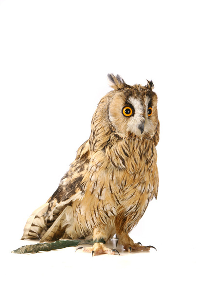 Long-eared Owl isolated on white - Photo, Image