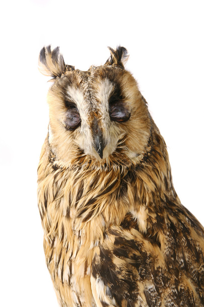 Long-eared Owl isolated on white - Foto, Imagen