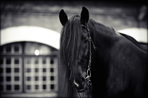 Siyah bir atın portresi. - Fotoğraf, Görsel