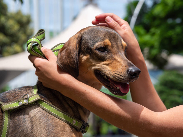 Glücklicher Hund mit grünem Blutegel, der draußen spielt und von weiblichen Händen gestreichelt wird - Foto, Bild