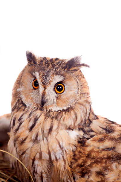 Long-eared Owl nesting isolated on white - Fotoğraf, Görsel