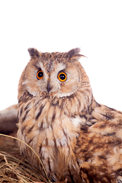 Long-eared Owl nesting isolated on white - Fotoğraf, Görsel