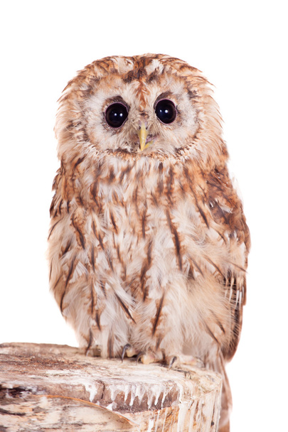 Tawny or Brown Owl isolated on white - Foto, Imagen