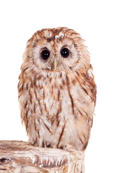 Tawny or Brown Owl isolated on white - Foto, afbeelding