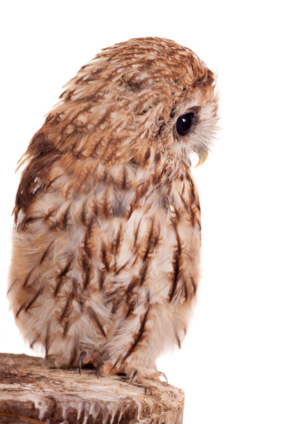 Tawny or Brown Owl isolated on white - Foto, Imagem