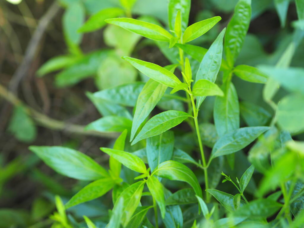 Tajskie zioła Król Gorzkiej nazwy naukowej Andrographis paniculate Birm, Fah Talai john, zielonych roślin warzyw kwitnących w ogrodzie przyrody chronić koronawirusa, covid-19 - Zdjęcie, obraz