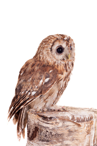 Tawny or Brown Owl isolated on white - Фото, изображение