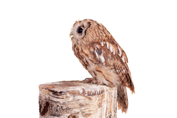 Tawny or Brown Owl isolated on white - Φωτογραφία, εικόνα