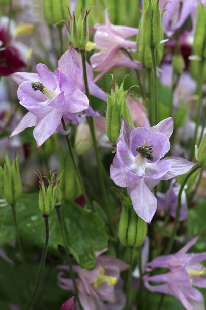 Квіти aquilegia, aquilegia також відомі як columbine або bonnet бабусі. Квіти аквілегії в саду. - Фото, зображення