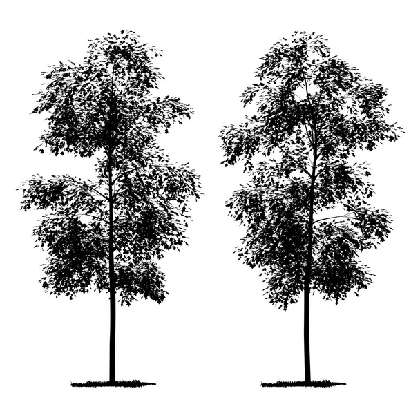 Desenho vetorial da árvore - vetor detalhado
 - Vetor, Imagem