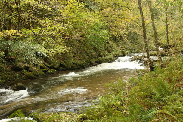 Herbstliches Wasser, das die Stromschnellen des Flusses Lyn hinunterfließt, während man auf den Wegen des National Trust Site Watersmeet spaziert - Foto, Bild