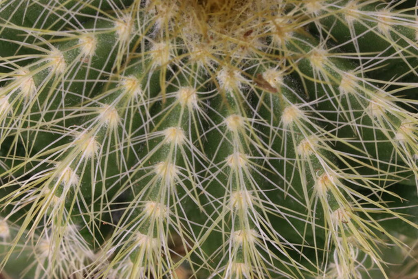 krásný kaktus s šikmými ostny, aby odrazil predátory v sebeobraně - Fotografie, Obrázek