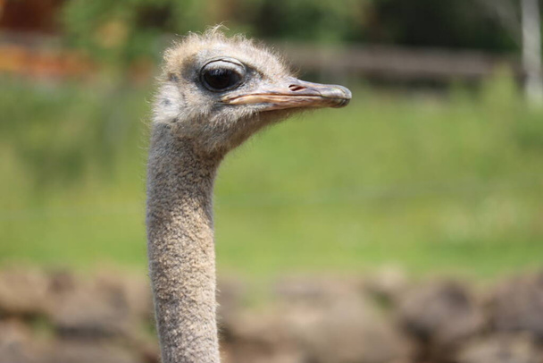 beautiful ostrich fast bird and big wild black feathers safari zoo - Photo, image