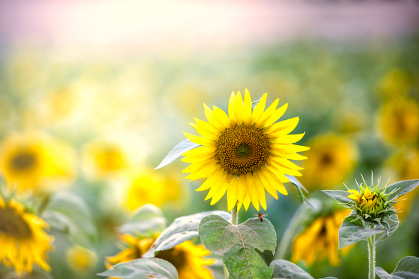 auringonkukkapelto, valikoiva keskittyminen yhteen auringonkukkaan
  - Valokuva, kuva