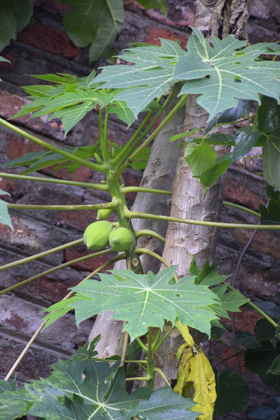 Małe drzewo papai pokryte drzewem papai, ceglana ściana w tle. - Zdjęcie, obraz