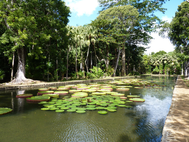 Сер Сивусагур до ботанічний сад - Фото, зображення