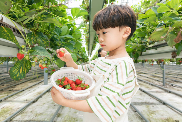 happy Asian boy picking strawberries in farm - Fotó, kép