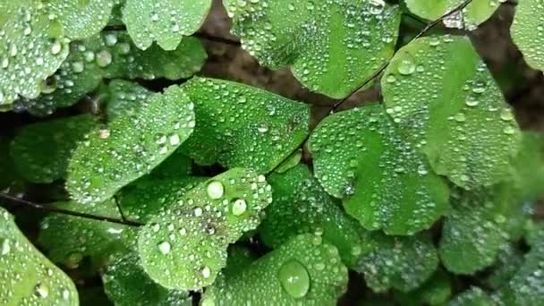 zielona paproć z kroplą rosy szczegółowo natura w lesie deszczowym z mchem na skale - Materiał filmowy, wideo