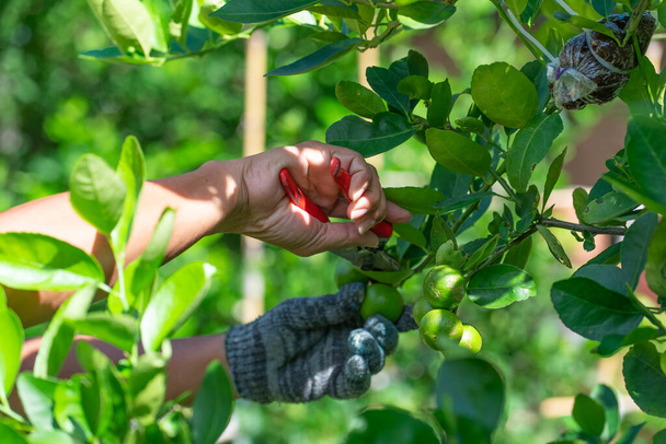 Закрыть руки фермера урожая липы плоды с дерева на ферме - Фото, изображение
