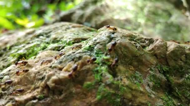 Gruppo di termiti che camminano sulla roccia con muschio - Filmati, video