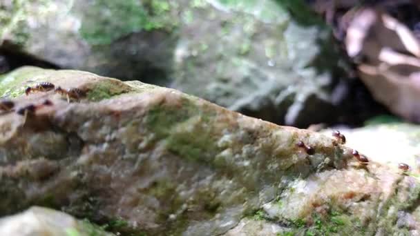 苔と岩の上を歩くシロアリのグループ - 映像、動画