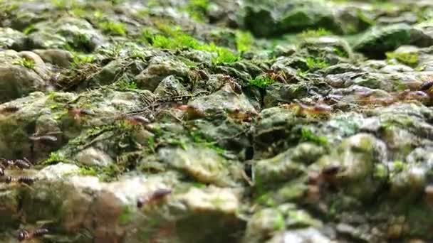 Gruppo di termiti che camminano sulla roccia con muschio - Filmati, video