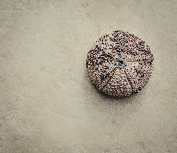 A top view closeup of a Sea Urchin Shell - 写真・画像