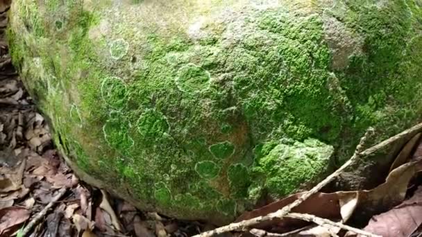 зеленый лишайник подробно природа в дождевом лесу с мхом на скале - Кадры, видео