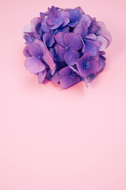 A vertical shot of purple hydrangeas isolated on a light pink background - great for wallpaper - Photo, image
