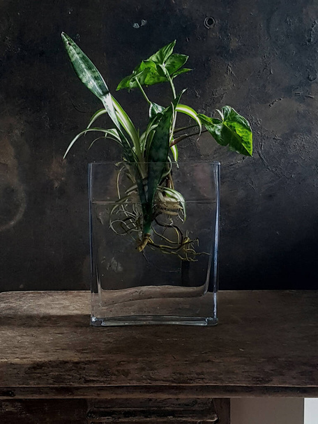 A vertical shot of plants with their roots in the glass jar filled with water - Foto, afbeelding