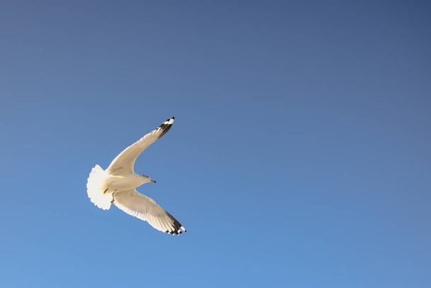 Un tiro de ángulo bajo de una gaviota volando en el cielo - Foto, imagen
