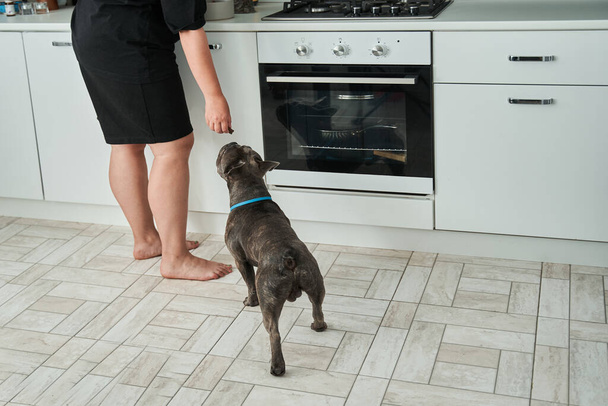Woman giving sniff a food to the dog while preparing to feeding him - Foto, Bild