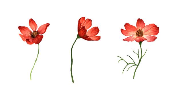 Collection of cosmos flowers on a white background. Three beautiful flowers. Watercolor illustrations. hand drawing. - Φωτογραφία, εικόνα