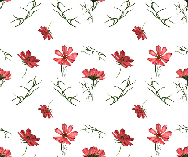 Pattern from the collection of cosmos flowers on a white background. beautiful flowers. Watercolor illustrations. hand drawing. - Foto, Imagen