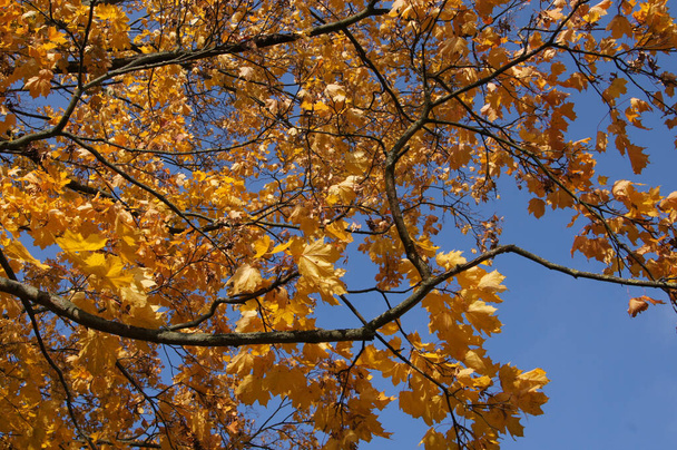A horizontal shot of a tree with yellow and dry leaves - Foto, Imagem