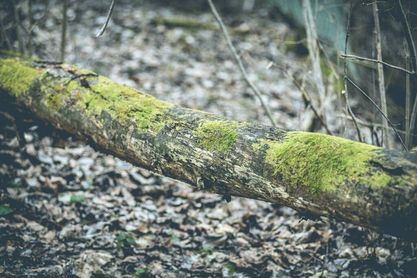 An old log with moss lying on the ground in the forest - Foto, afbeelding