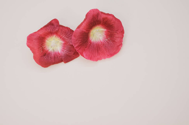 A high angle shot of Shirley poppy flowers isolated on a light cream background with copy space - Foto, Bild