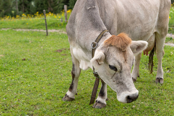 Szara krowa alpejska. Portret szarej pięknej krowy - Zdjęcie, obraz