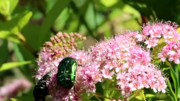 Bright bronze beetles on pink flowers of spirea. The inflorescences of spirea are swaying in the wind. - Footage, Video