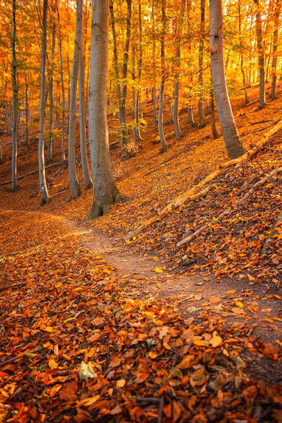 Nice autumnal scene in the forest - Photo, image
