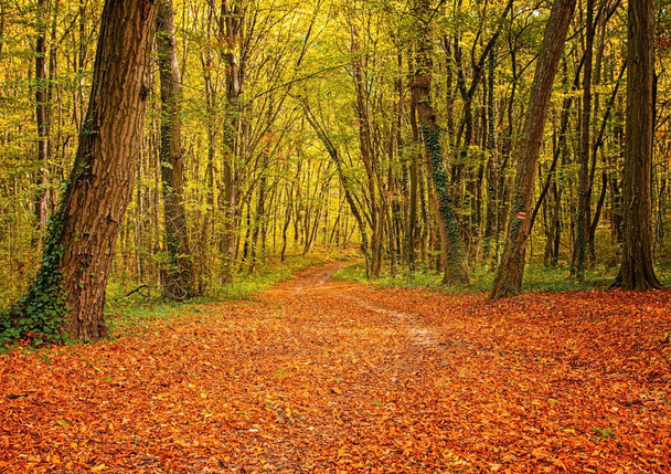 Nice autumnal scene in the forest - Fotoğraf, Görsel