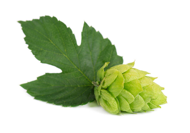 Fresh green hops branch, isolated on a white background. Hop cones with leaf. Organic hop flowers. Close up. - Photo, Image