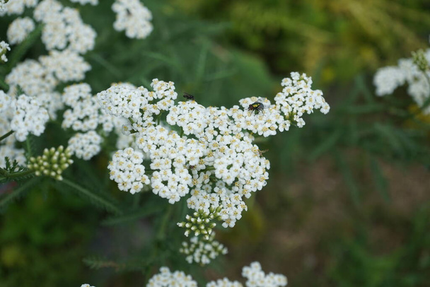 Insects fly over the white flowers of Achillea millefolium in July. Achillea millefolium, commonly known as yarrow or common yarrow, is a flowering plant in the family Asteraceae. Berlin, Germany  - Photo, Image