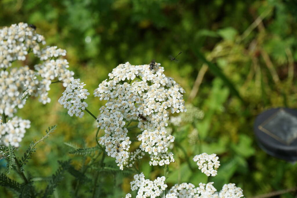 Insects fly over the white flowers of Achillea millefolium in July. Achillea millefolium, commonly known as yarrow or common yarrow, is a flowering plant in the family Asteraceae. Berlin, Germany  - Photo, Image