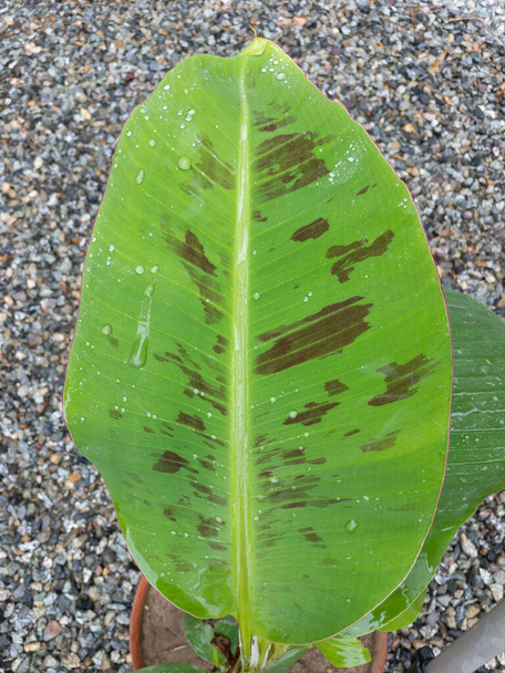 Dwarf banana tree leaf closeup view - 写真・画像