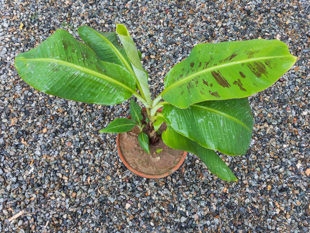 Close up view of a Dwarf banana fruit plant - Photo, image